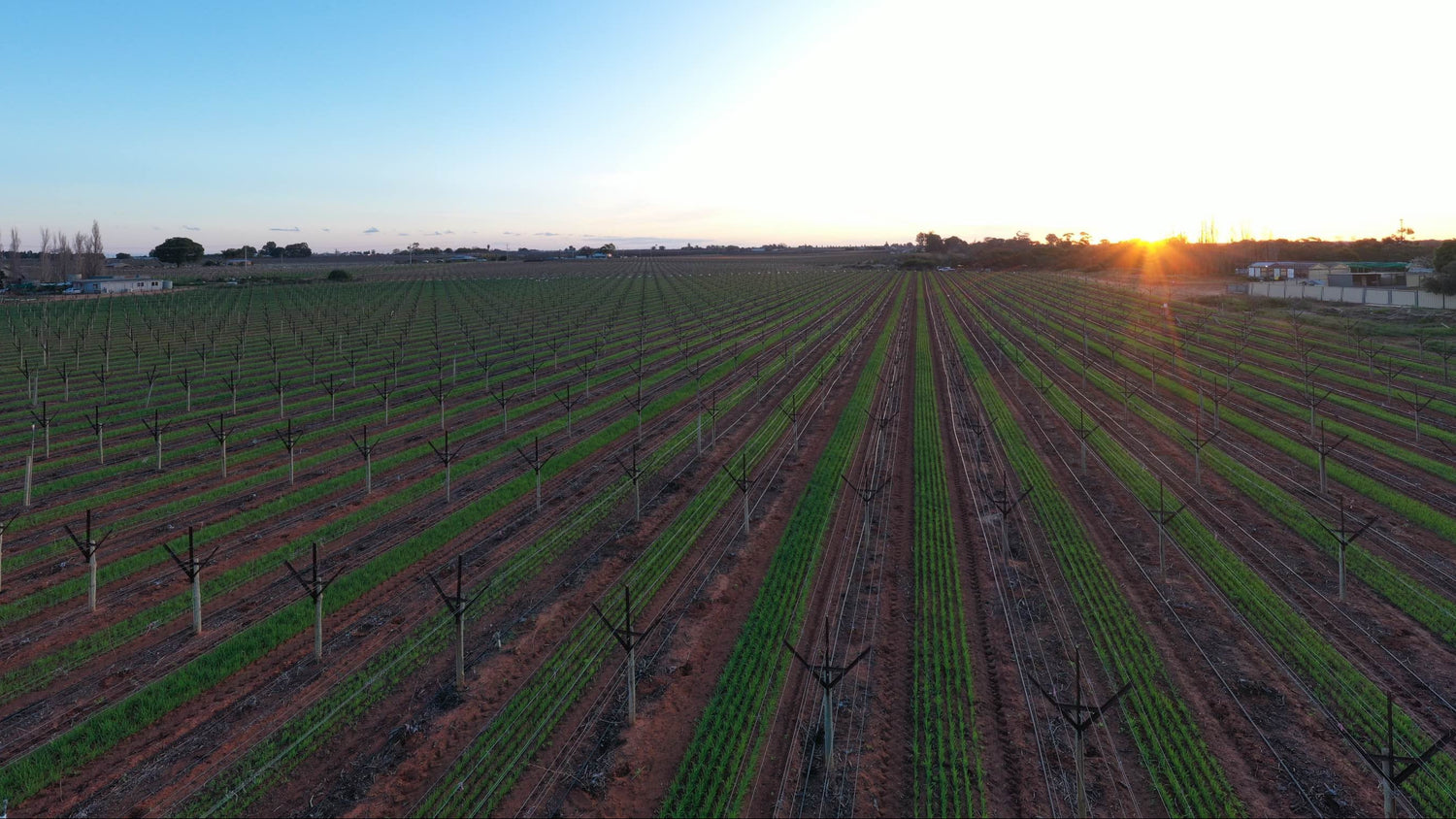 Aerial view of a large agricultural field with rows of crops at sunset.